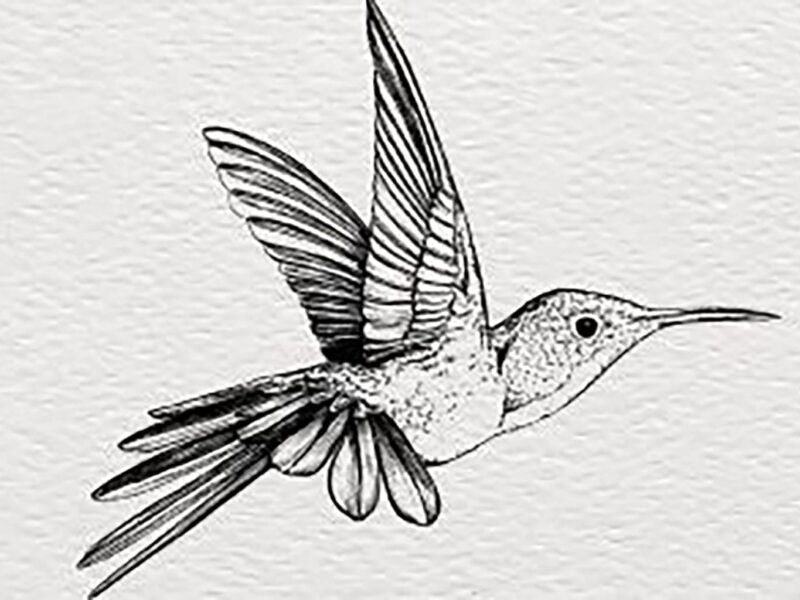 Ilustradores y músicos indies se unen por los animales en extinción en Save The Colors