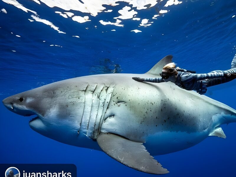 Deep Blue, el Tiburón Blanco Más Grande del Mundo