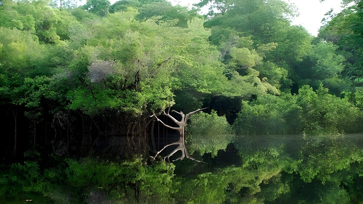 El G-7 Manda 20 Millones al Amazonas (Solamente)