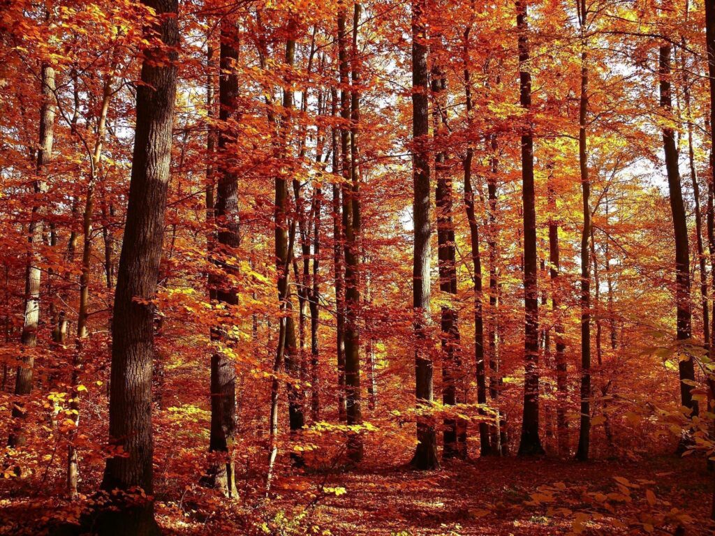 Y hoy llegó el Otoño