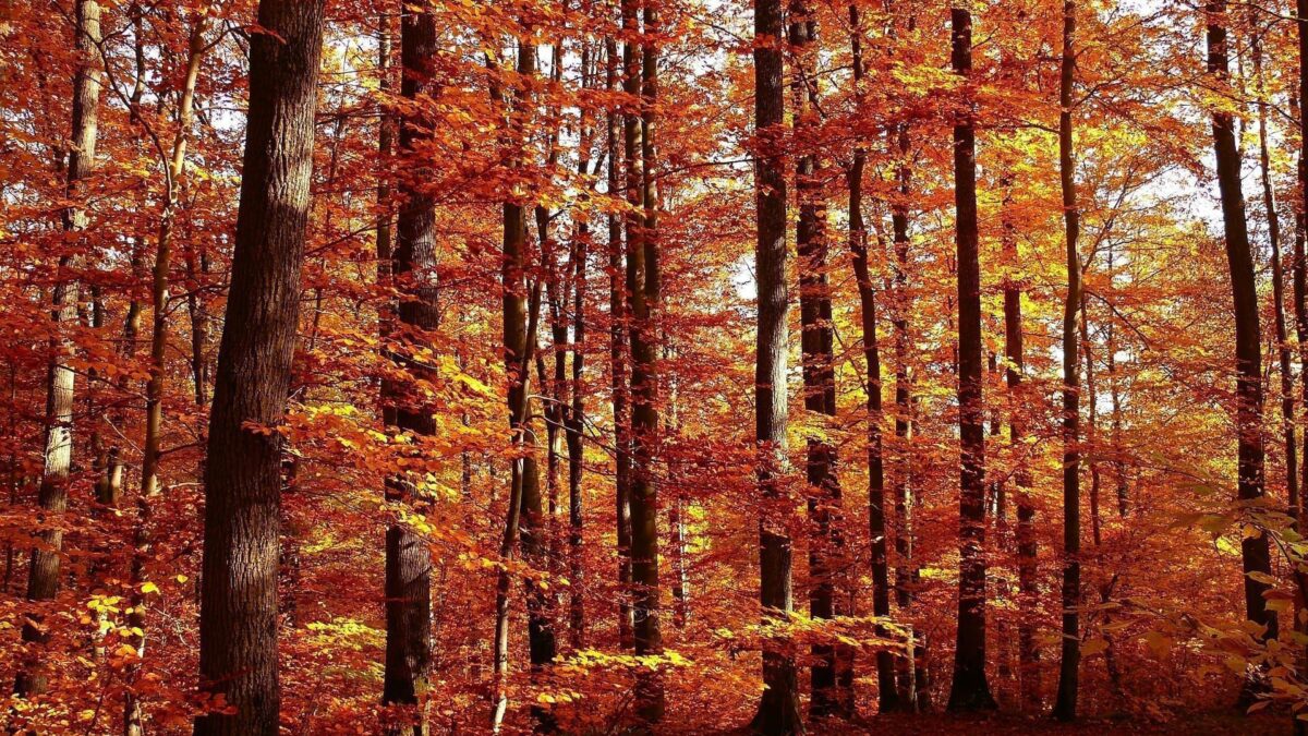 Y hoy llegó el Otoño