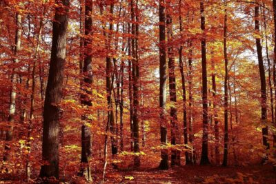 Y hoy llegó el Otoño