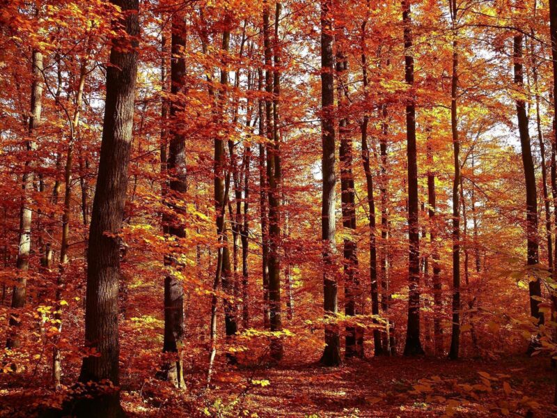 Y hoy llegó el Otoño