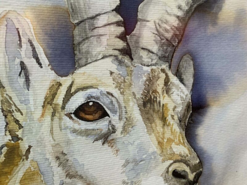 Gran éxito de la Exposición colectiva de la Asociación de Pintores de Sigüenza