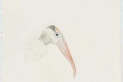 Explore Dallas’ Secluded Nature through the Work of Cynthia Mulcahy
