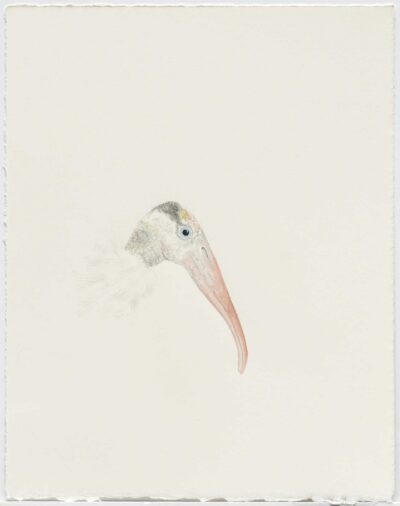 Cynthia Mulcahy, Wood Stork, Trinity River, Dallas from A Field Guide to Flora and Fauna of Southern Dallas public art project, 2018, watercolor, pencil and ink on Arches paper, 10.25 x 8 inches unframed, Photograph by Chad Redmon