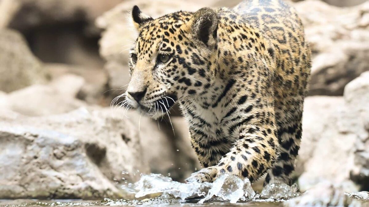 Los animales de Loro Parque dan la bienvenida al verano