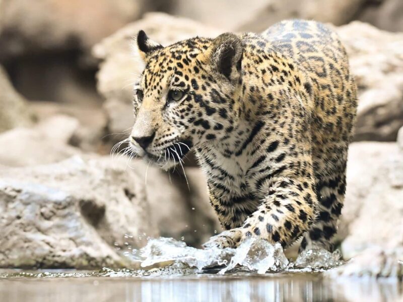 Los animales de Loro Parque dan la bienvenida al verano