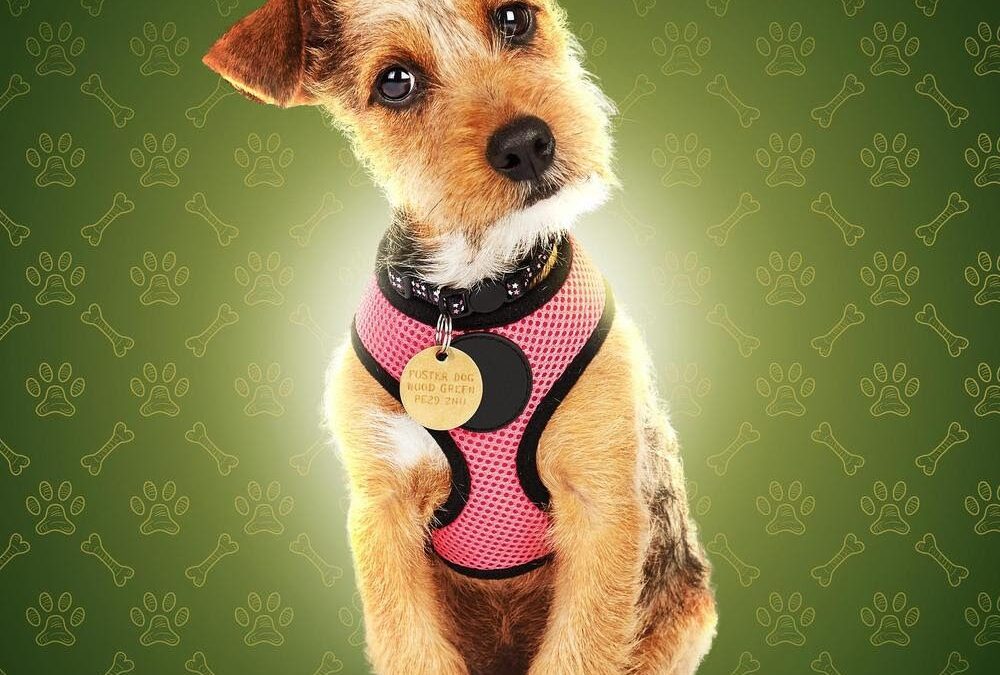 HBO Max Debuts THE DOG HOUSE: UK Trailer