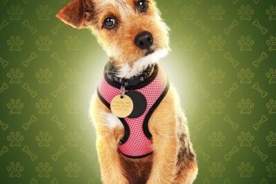 HBO Max Debuts THE DOG HOUSE: UK Trailer