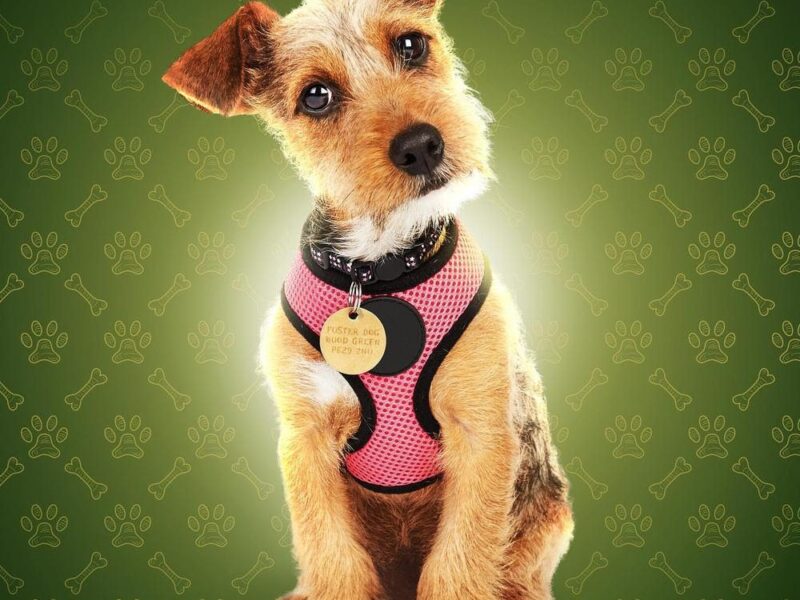 HBO Max Debuts THE DOG HOUSE: UK Trailer