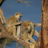 Babuinos macho y hembra durante el acicalamiento en el Parque Nacional de Amboseli en Kenia. / Susan Alberts, Duke University