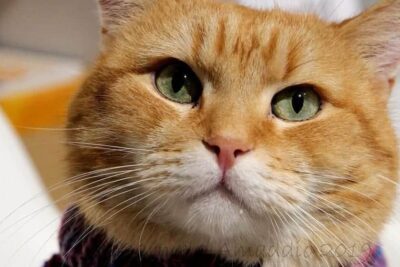 A Christmas Gift From Bob (2020). Película Estreno Noviembre. Trailer