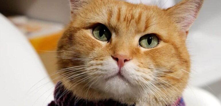 A Christmas Gift From Bob (2020). Película Estreno Noviembre. Trailer