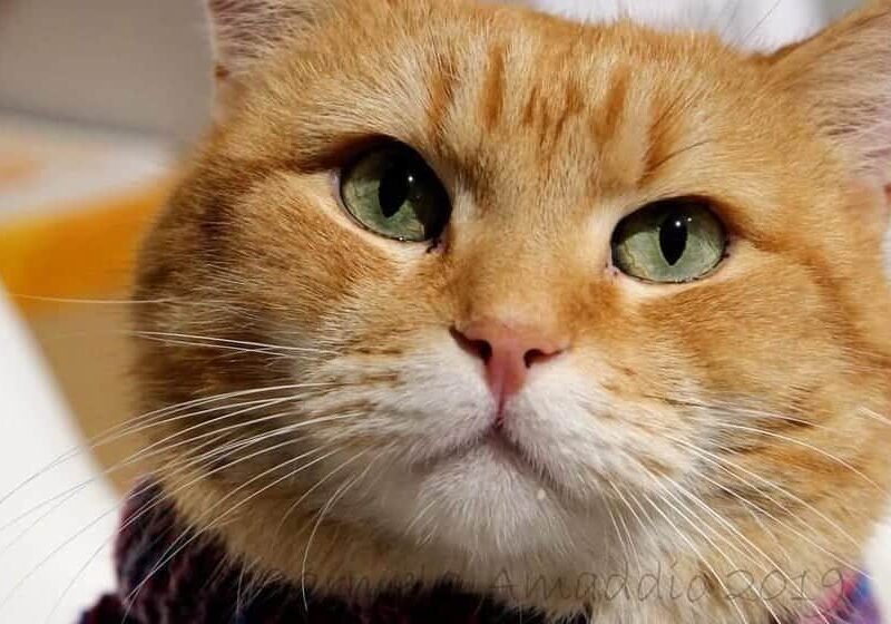 A Christmas Gift From Bob (2020). Película Estreno Noviembre. Trailer