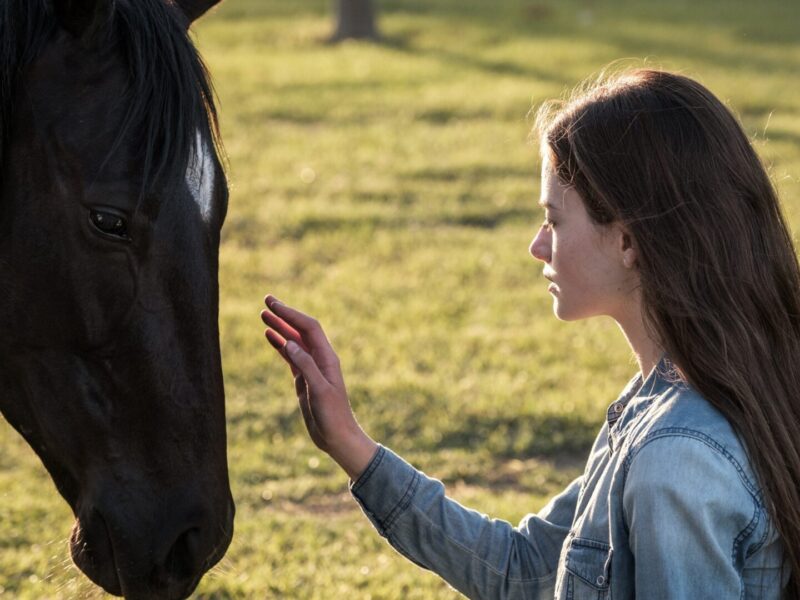 Black Beauty (2020). Película Disney. Crítica