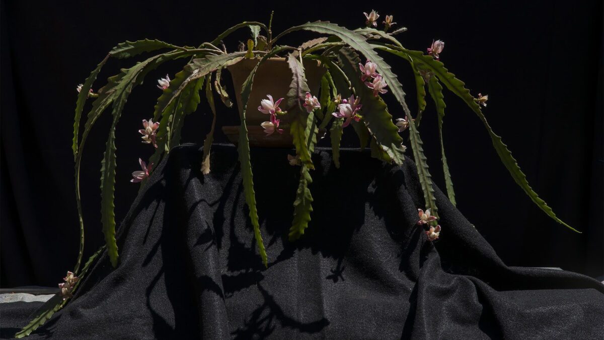 Luciano Perna | Librairie Marian Goodman | Opening 20 January 2021