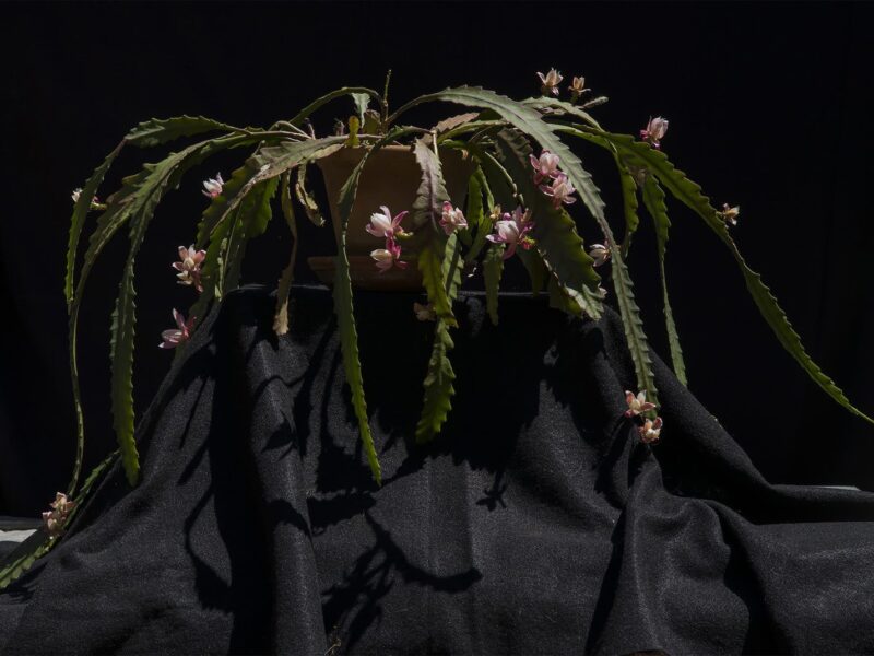 Luciano Perna | Librairie Marian Goodman | Opening 20 January 2021