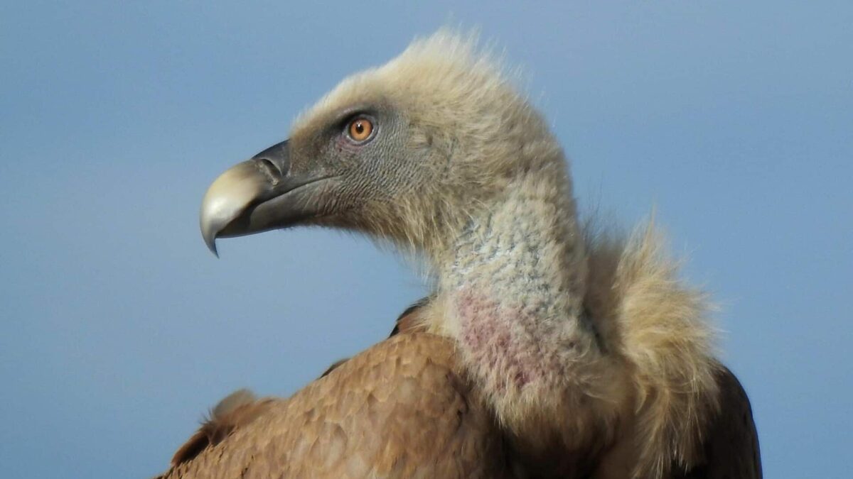 Los Buitres Leonados: sanitarios del campo