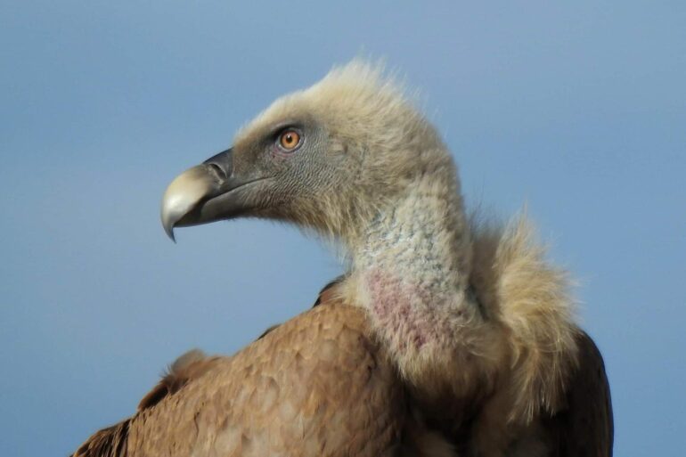 Los Buitres Leonados: sanitarios del campo