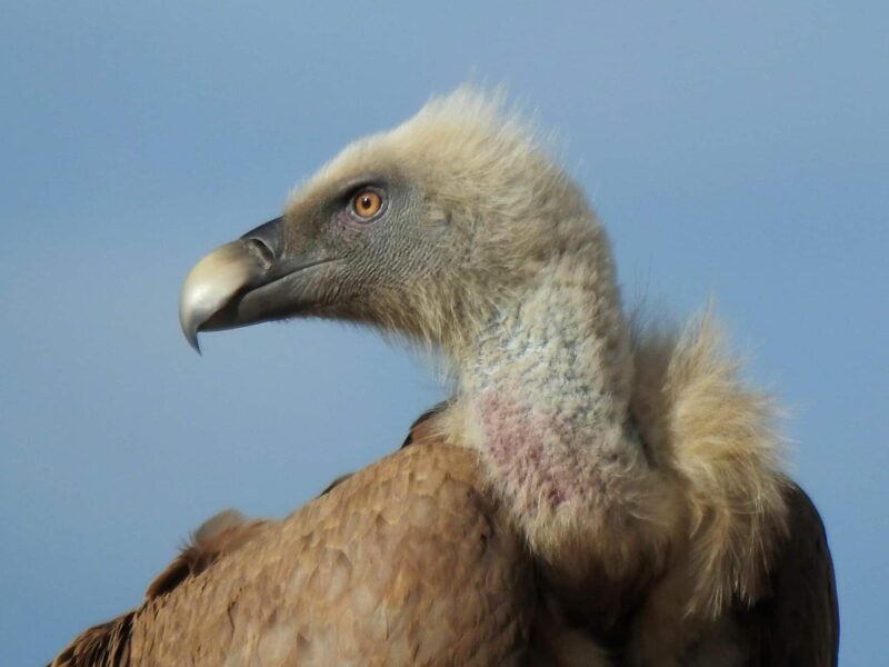 Los Buitres Leonados: sanitarios del campo