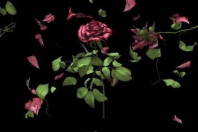 Marina Núñez. Vanitas. Museo Nacional Thyssen-Bornemisza