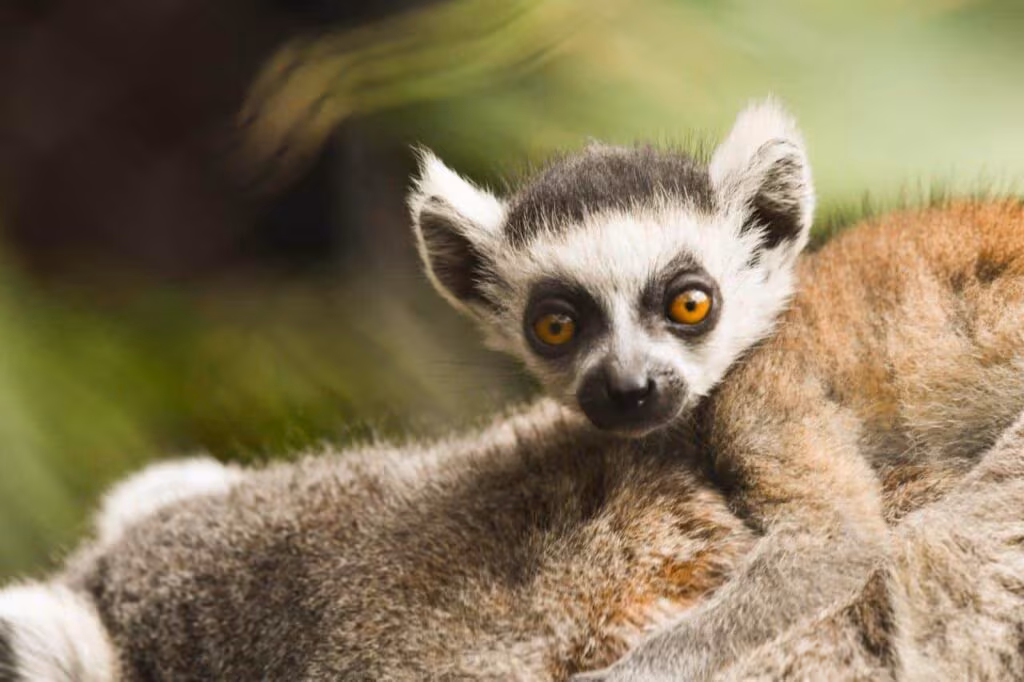 Lémur de Cola Anillada