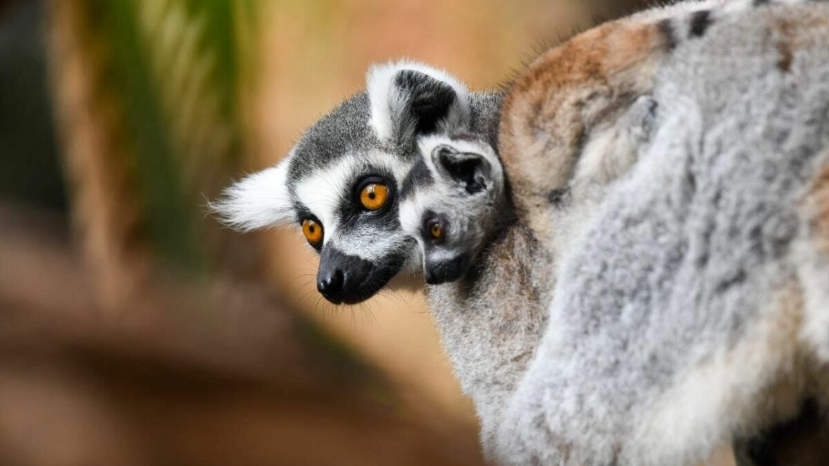 Nueva Cría de Lémur de Cola Anillada en Loro Parque