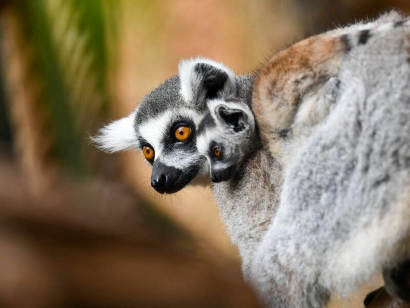 Nueva Cría de Lémur de Cola Anillada en Loro Parque