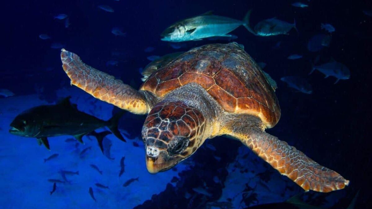 Una tortuga encontrada en estado crítico se recupera en Poema del Mar antes de ser devuelta al mar