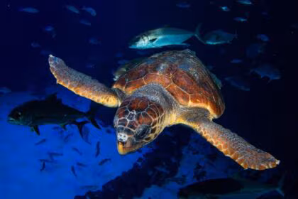 Una tortuga encontrada en estado crítico se recupera en Poema del Mar antes de ser devuelta al mar