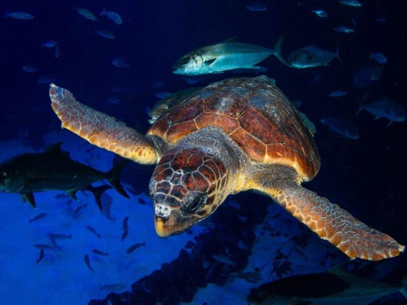 Una tortuga encontrada en estado crítico se recupera en Poema del Mar antes de ser devuelta al mar