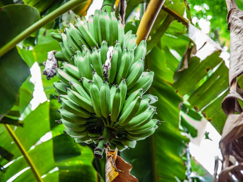 5 motivos por los que podrías necesitar tomar suplementos alimenticios