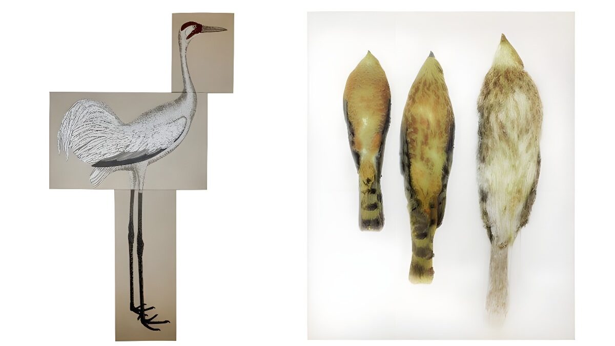 The Arts Club presents two springs exhibitions from Ida Applebroog and Reginald Sylvester II