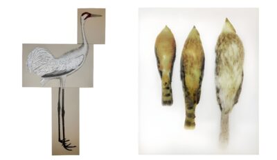 Left: Ida Applebroog, After Wilson (Whooping Crane), 2018. Oil and ultrachrome ink on Belgium portrait linen; 3 panels, plaque. Overall: 191.1 x 106.7 x 2.5 cm. Right: Ida Applebroog, Hawk, 2018. Ultrachrome ink on mylar, 137.2 x 99.1 cm. Photos: Emily Poole © Ida Applebroog. Courtesy Hauser & Wirth