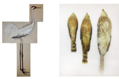 The Arts Club presents two springs exhibitions from Ida Applebroog and Reginald Sylvester II