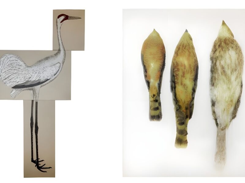 The Arts Club presents two springs exhibitions from Ida Applebroog and Reginald Sylvester II
