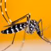 Mosquito Tigre