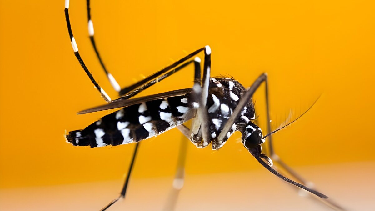 Por qué es tan peligroso el mosquito tigre y qué hacer cuando pique