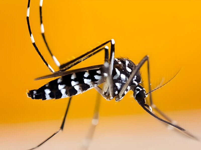 Por qué es tan peligroso el mosquito tigre y qué hacer cuando pique