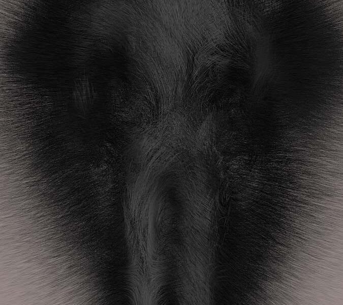 teamLab in Geneva: Existence in an Infinite Continuity. Pace Gallery