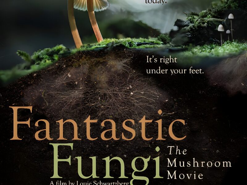 Louie Schwartzberg’s Fantastic Fungi asks the oldest scientific question and the oldest spiritual one at the same time