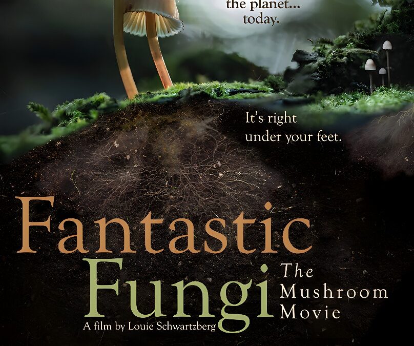 Fantastic Fungi, de Louie Schwartzberg, formula a la vez la pregunta científica más antigua y la espiritual más antigua