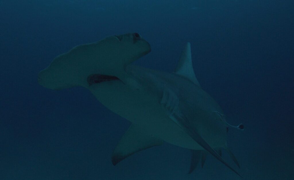 Discovery Channel Releases Heart-stopping Moments Ahead of Shark Week to Celebrate National Shark Appreciation Day 