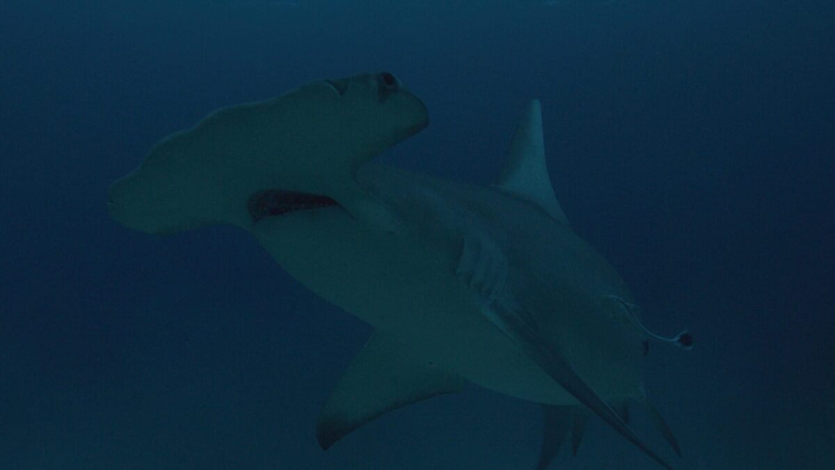 Discovery Channel Releases Heart-stopping Moments Ahead of Shark Week to Celebrate National Shark Appreciation Day 