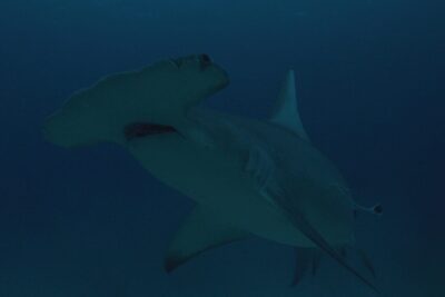 Discovery Channel Releases Heart-stopping Moments Ahead of Shark Week to Celebrate National Shark Appreciation Day 