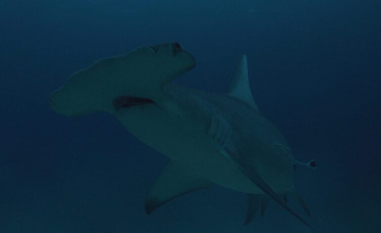 Discovery Channel Releases Heart-stopping Moments Ahead of Shark Week to Celebrate National Shark Appreciation Day 