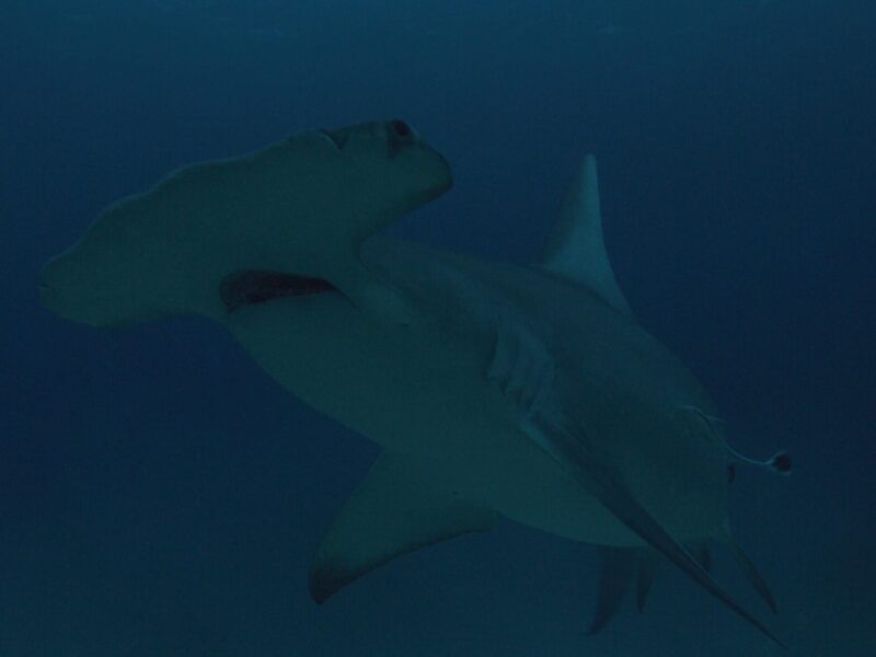 Discovery Channel Releases Heart-stopping Moments Ahead of Shark Week to Celebrate National Shark Appreciation Day 