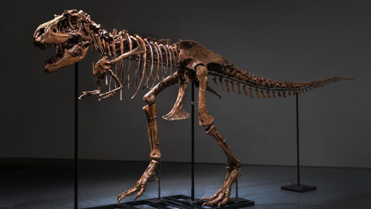 Meet Gorgosaurus: Sotheby’s to Offer First of Its Kind Dinosaur in Natural History Auction this Month