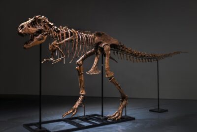 Meet Gorgosaurus: Sotheby’s to Offer First of Its Kind Dinosaur in Natural History Auction this Month